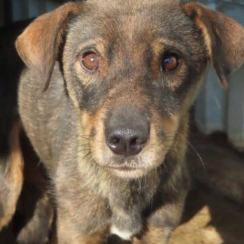 #BE2412549 - Chien à adopter #BE2412549 - Chien à adopter