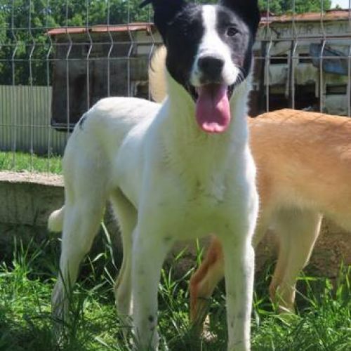 #BE2412551 - Chien à adopter #BE2412551 - Chien à adopter