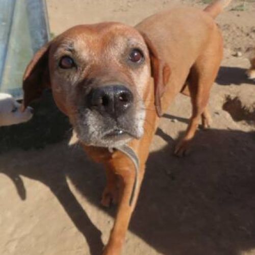 #BE2412552 - Chien à adopter #BE2412552 - Chien à adopter