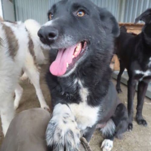 #BE2412553 - Chien à adopter #BE2412553 - Chien à adopter