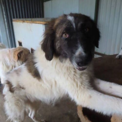 #BE2412554 - Chien à adopter #BE2412554 - Chien à adopter
