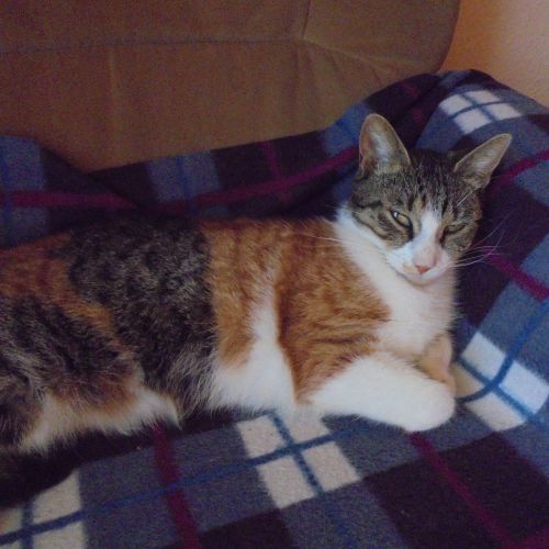 #BE2412557 - Chat perdu #BE2412557 - Chat perdu