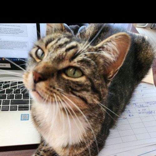 #BE2412561 - Chat perdu #BE2412561 - Chat perdu