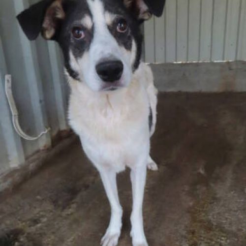 #BE2412564 - Chien à adopter #BE2412564 - Chien à adopter