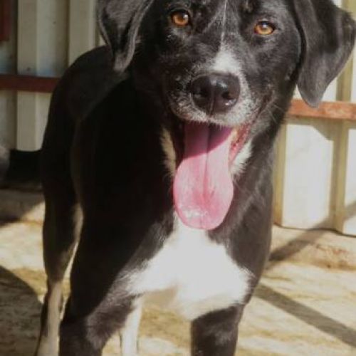 #BE2412565 - Chien à adopter #BE2412565 - Chien à adopter