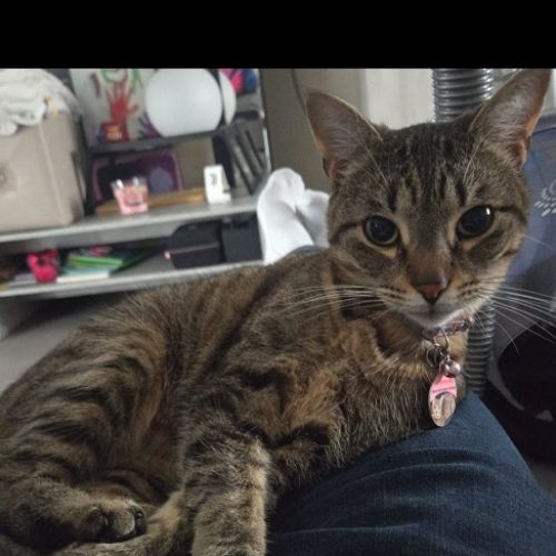 #BE2412568 - Chat perdu