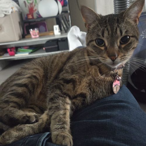 #BE2412571 - Chat perdu