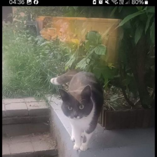 #BE2412572 - Chat perdu