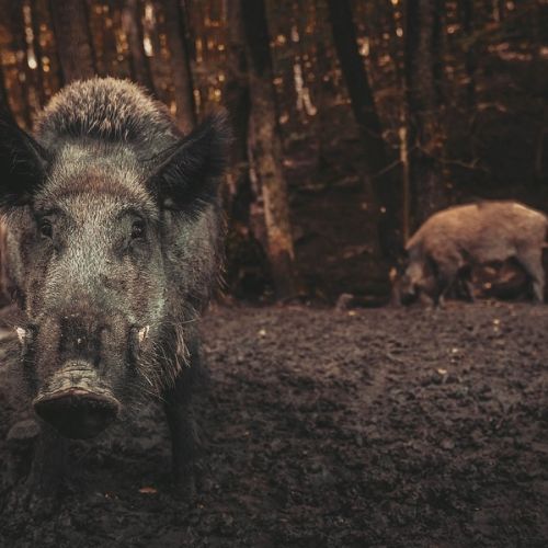 Période de chasse : Les sangliers sont de plus en plus présents près des zones résidentielles Période de chasse : Les sangliers sont de plus en plus présents près des zones résidentielles
