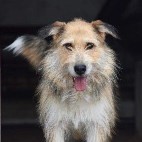 #BE2412576 - Chien à adopter #BE2412576 - Chien à adopter