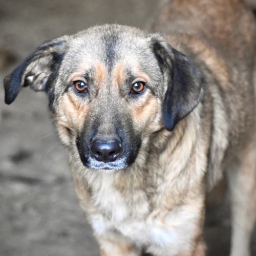 #BE2412577 - Chien à adopter #BE2412577 - Chien à adopter