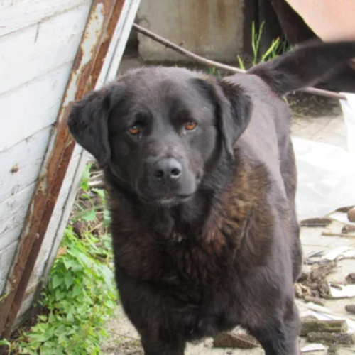 #BE2412578 - Chien à adopter #BE2412578 - Chien à adopter