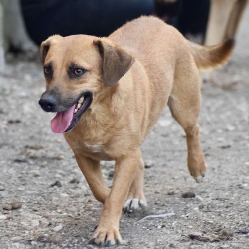 #BE2412579 - Chien à adopter #BE2412579 - Chien à adopter