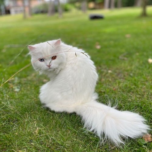 #BE2412581 - Chat perdu #BE2412581 - Chat perdu