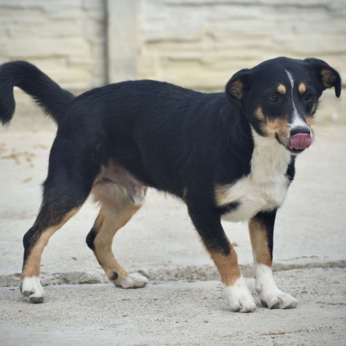 #BE2412583 - Chien à adopter #BE2412583 - Chien à adopter