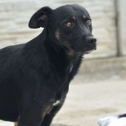 #BE2412584 - Chien à adopter #BE2412584 - Chien à adopter