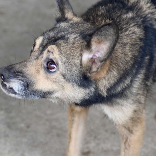 #BE2412585 - Chien à adopter #BE2412585 - Chien à adopter