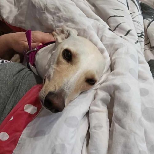 Dormir avec son chien : avantages et inconvénients à connaître Dormir avec son chien : avantages et inconvénients à connaître