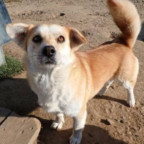 #BE2412598 - Chien à adopter #BE2412598 - Chien à adopter