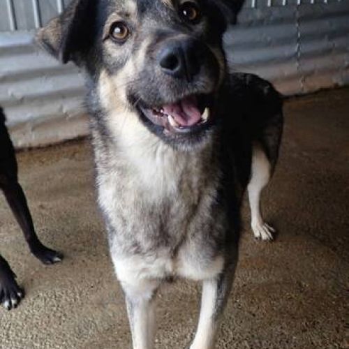 #BE2412601 - Chien à adopter #BE2412601 - Chien à adopter