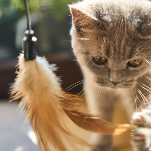 5 histoires drôle de chats 5 histoires drôle de chats