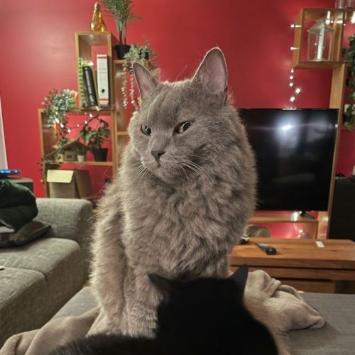 #BE2412607 - Chat perdu #BE2412607 - Chat perdu