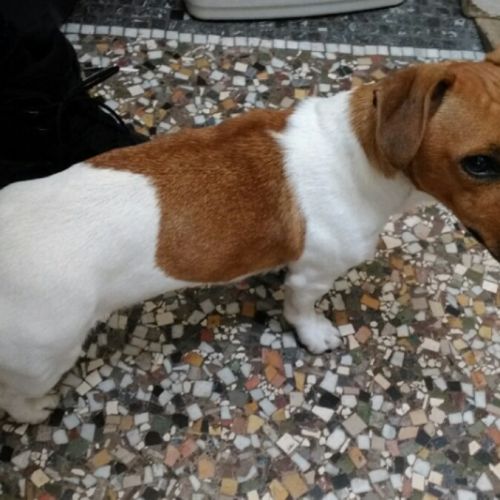 Chiens trouvés Ans Chiens trouvés Ans