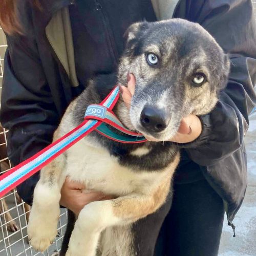 #BE2412611 - Chien à adopter #BE2412611 - Chien à adopter