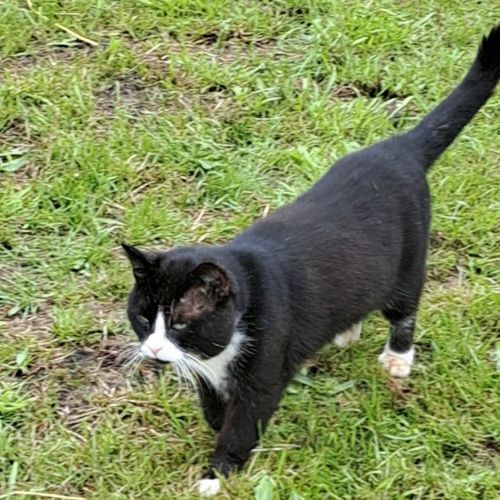 #BE2412614 - Chat perdu