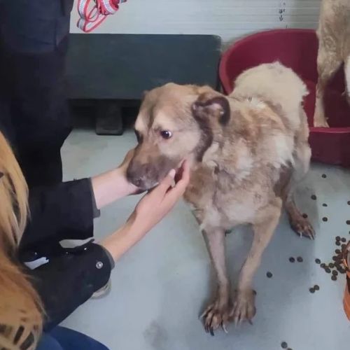 a adopter a adopter