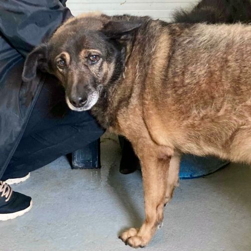 #BE2412616 - Chien à adopter #BE2412616 - Chien à adopter