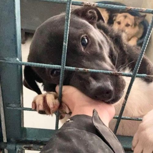 #BE2412617 - Chien à adopter #BE2412617 - Chien à adopter