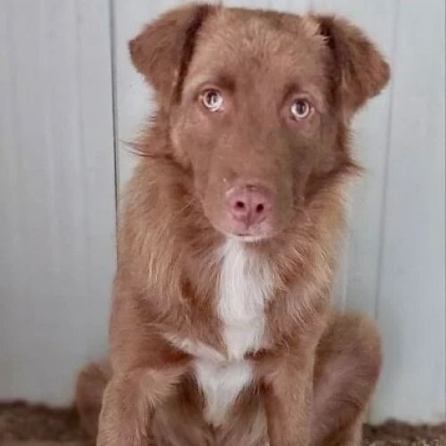 #BE2412618 - Chien à adopter #BE2412618 - Chien à adopter