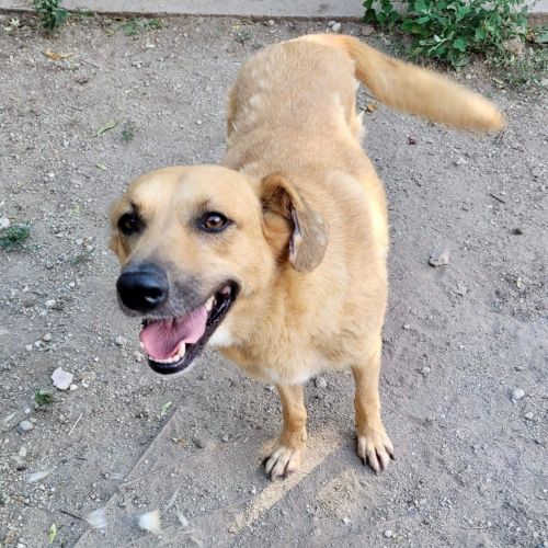 #BE2412619 - Chien à adopter #BE2412619 - Chien à adopter
