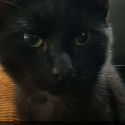 #BE2412623 - Chat perdu #BE2412623 - Chat perdu