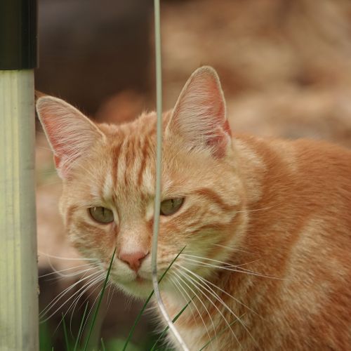 #BE2412629 - Chat perdu #BE2412629 - Chat perdu