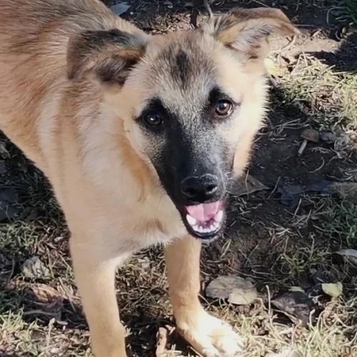 #BE2412631 - Chien à adopter #BE2412631 - Chien à adopter