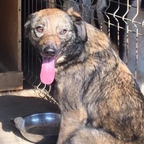 #BE2412632 - Chien à adopter #BE2412632 - Chien à adopter