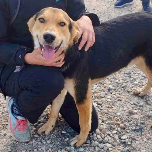 #BE2412634 - Chien à adopter #BE2412634 - Chien à adopter