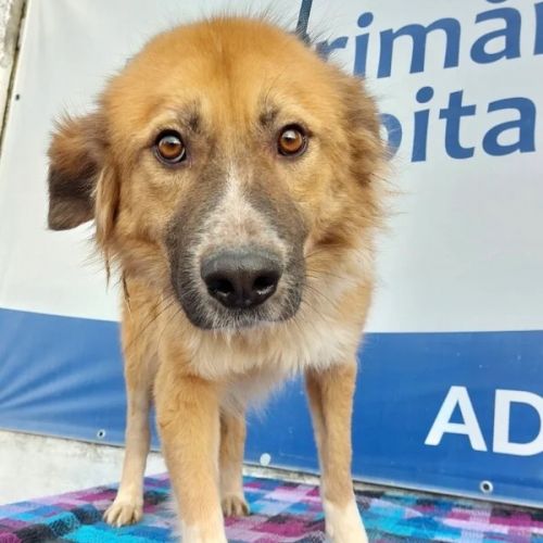 #BE2412635 - Chien à adopter #BE2412635 - Chien à adopter