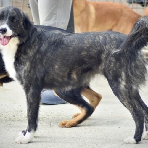 #BE2412637 - Chien à adopter #BE2412637 - Chien à adopter