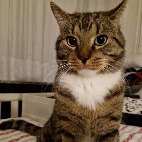 #BE2412640 - Chat perdu