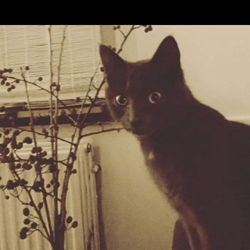 #BE2412643 - Chat perdu #BE2412643 - Chat perdu