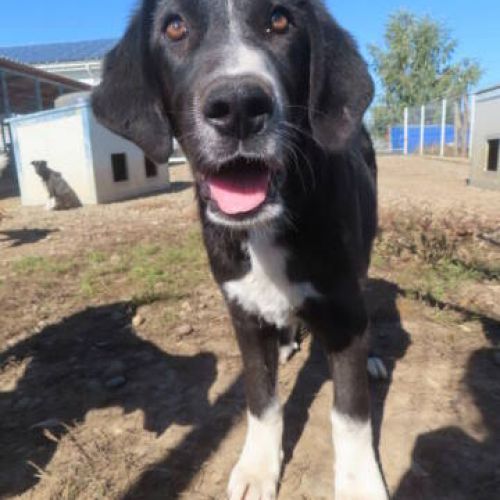 #BE2412647 - Chien à adopter #BE2412647 - Chien à adopter
