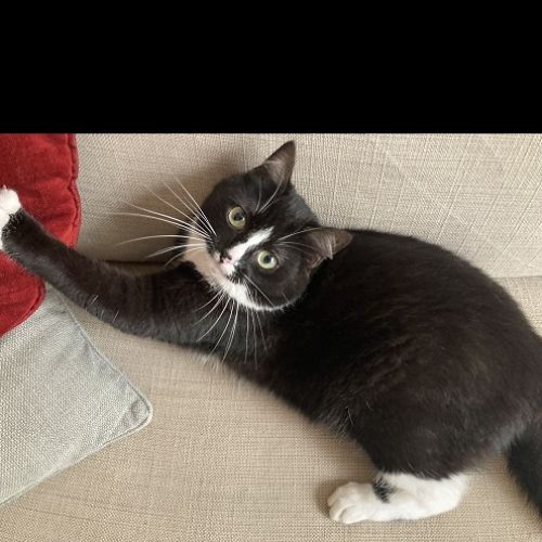 #BE2412650 - Chat perdu