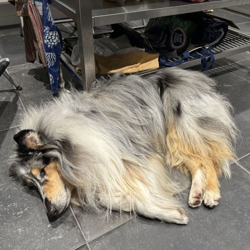 #BE2412652 - Chien perdu #BE2412652 - Chien perdu