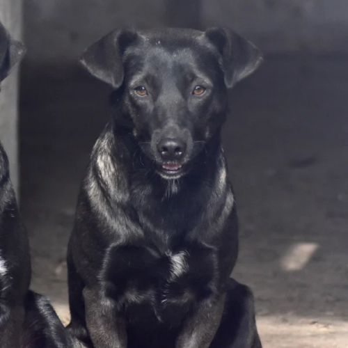 #BE2412654 - Chien à adopter #BE2412654 - Chien à adopter