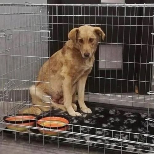 #BE2412655 - Chien à adopter #BE2412655 - Chien à adopter