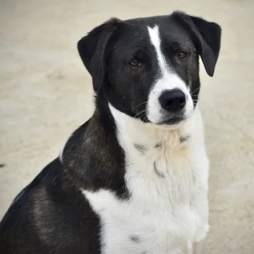 #BE2412656 - Chien à adopter #BE2412656 - Chien à adopter