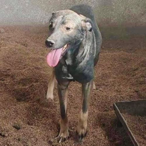 #BE2412657 - Chien à adopter #BE2412657 - Chien à adopter